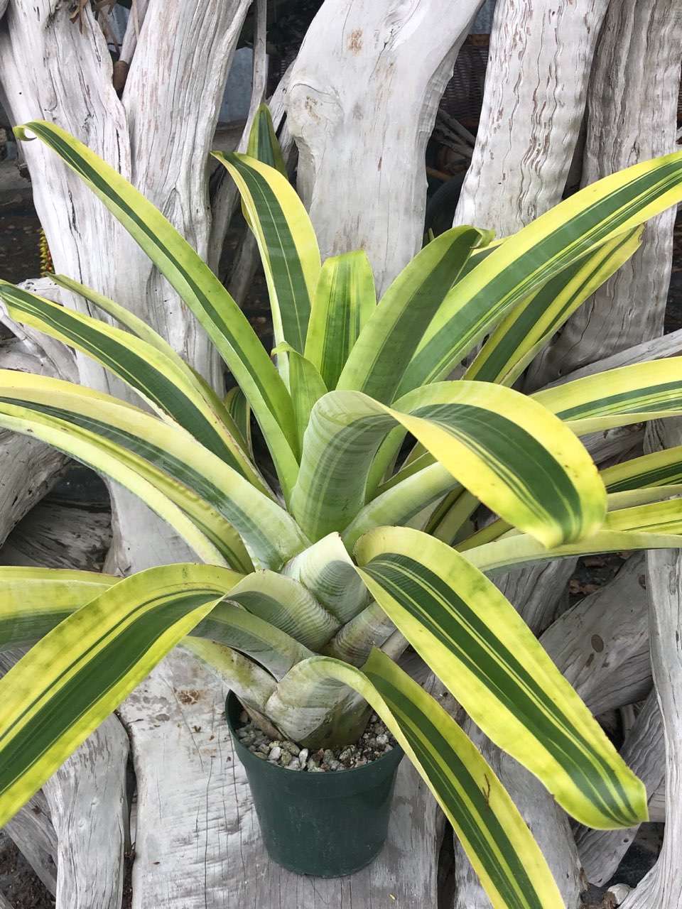 ブロメリア・エアープランツ Alcantarea Moray Alcantarea 'Moray' – Tropiflora