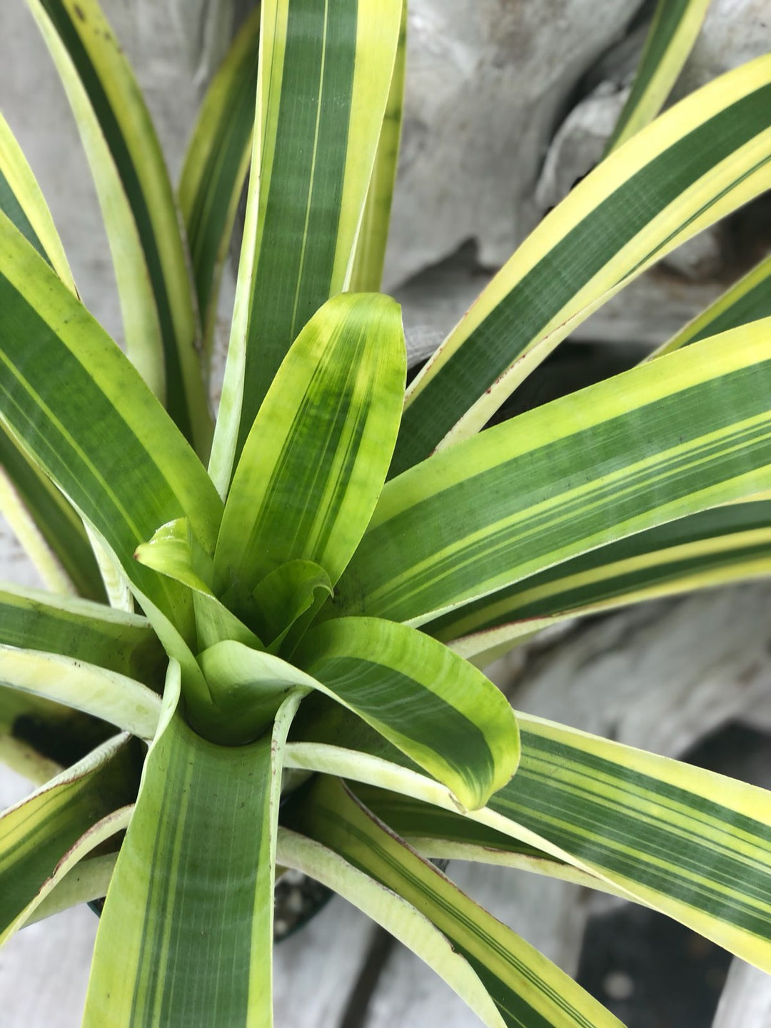 Alcantarea 'Moray' – Tropiflora