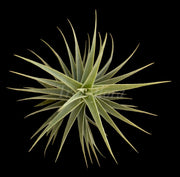 Tillandsia purpurea 'Desert Star'