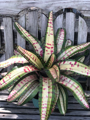 Neoregelia 'Tremendous Tiger'