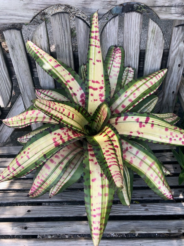 Neoregelia 'Tremendous Tiger'