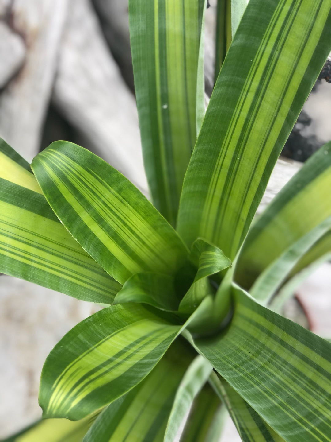Alcantarea 'Mellow Yellow' – Tropiflora