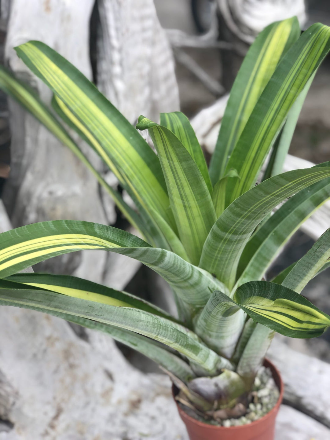 Alcantarea 'Mellow Yellow' – Tropiflora