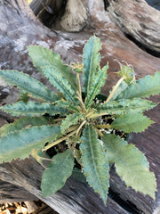 Dorstenia horwoodii hybrid