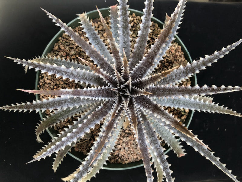 Dyckia 'Brittle Star' x ('Brittle Star' f2 x 'Arizona') – Tropiflora