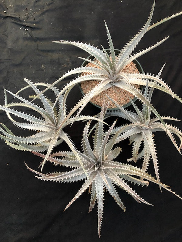 Dyckia 'Bone' x (goehringii x Gray Ops)