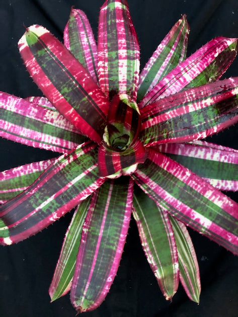 Neoregelia 'Hypersonic' – Tropiflora