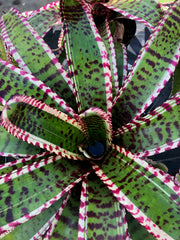 Neoregelia 'Time Traveler'