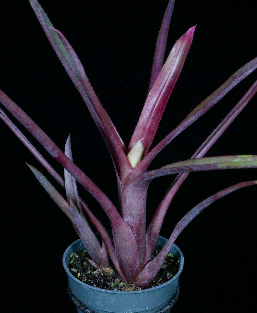 Neoregelia bahiana (Pabstiana) – Tropiflora