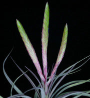 Tillandsia 'Matecumbe' - Tropiflora