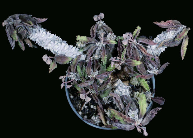 Euphorbia decaryi v. decaryi - Tropiflora