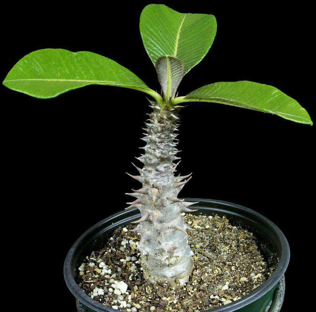 Pachypodium baronii v. baronii - Tropiflora