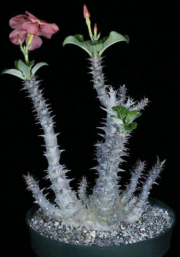 Pachypodium baronii v. windsorii – Tropiflora