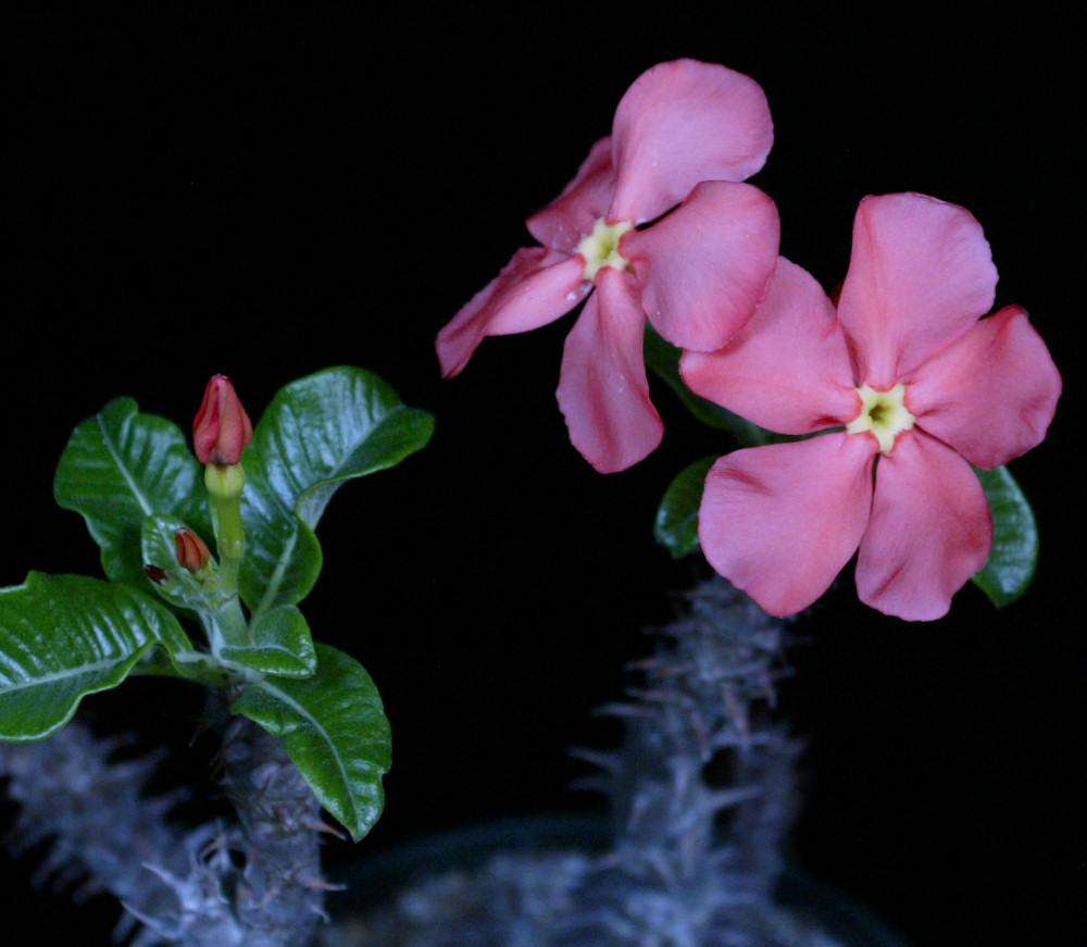 Pachypodium baronii v. windsorii – Tropiflora