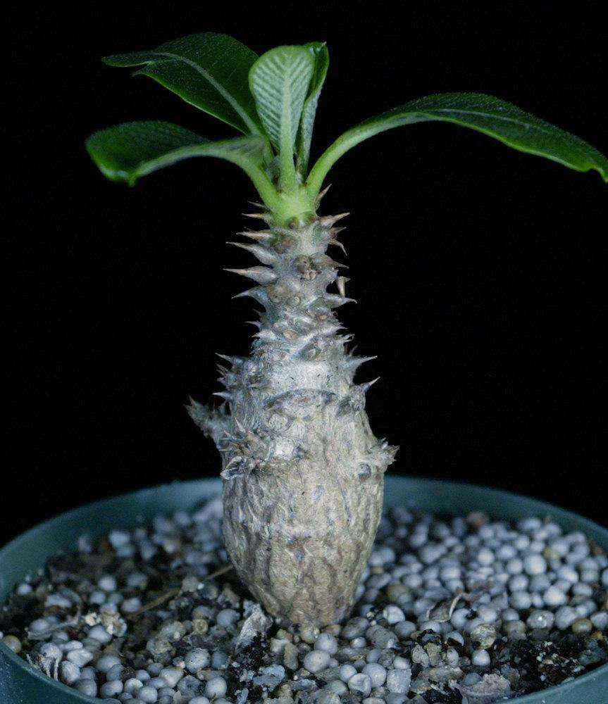 Pachypodium baronii v. windsorii – Tropiflora