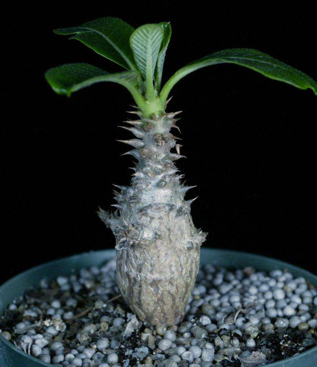 新着Pachypodium windsorii x baronii パキポディウム　ウィンゾリー　ハイブリッド サボテン