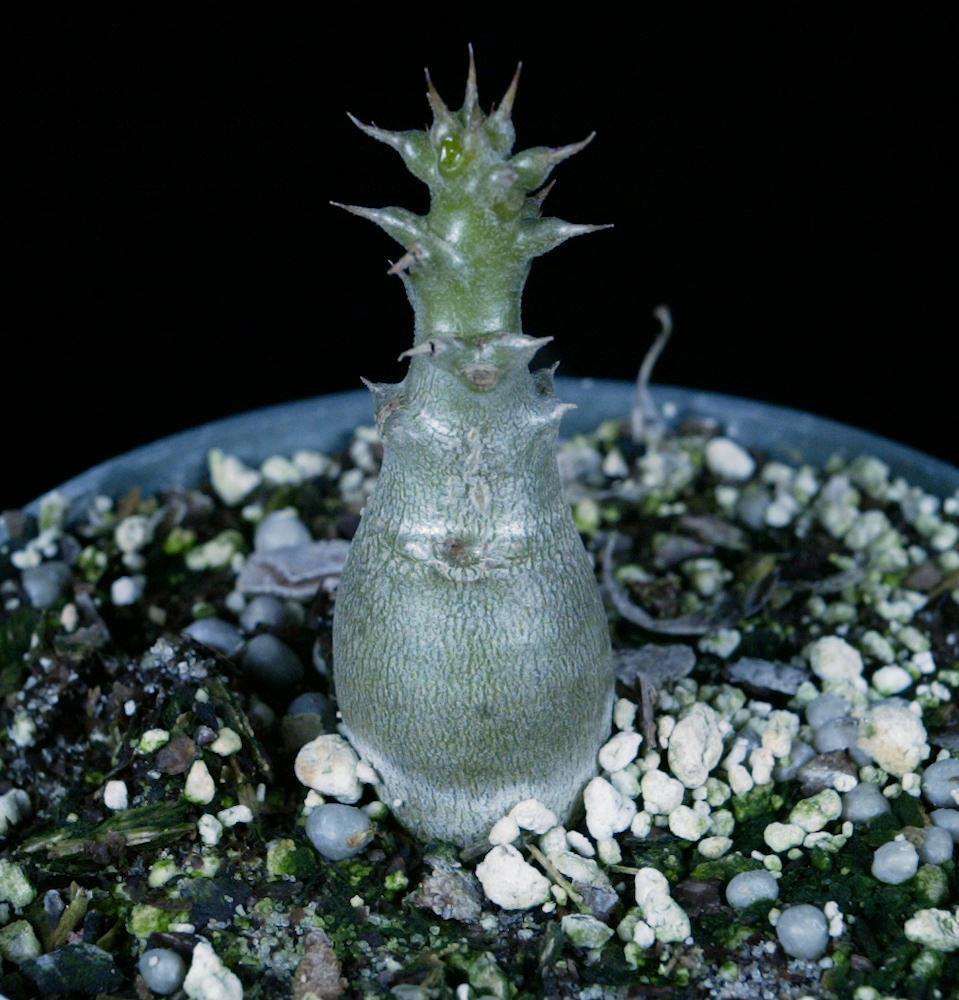 Pachypodium baronii v. windsorii – Tropiflora
