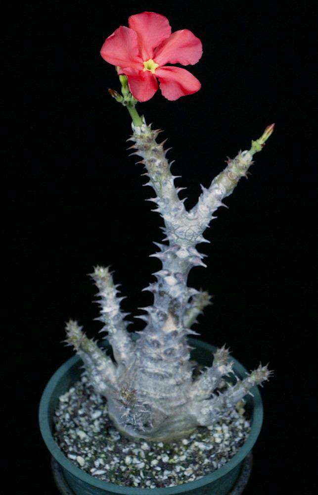 Pachypodium baronii v. windsorii – Tropiflora