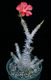 Pachypodium baronii v. windsorii