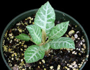 Dorstenia crispa lancifolia 'Voi' - Tropiflora