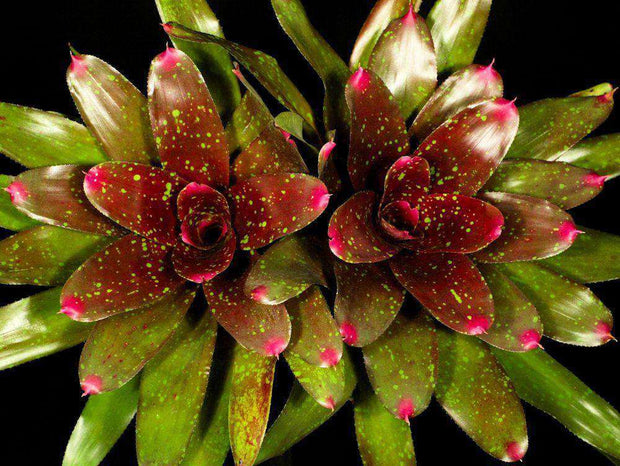 Neoregelia 'First Prize' - Tropiflora