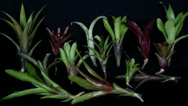 Assorted Terrarium Bromeliad Offsets - Tropiflora