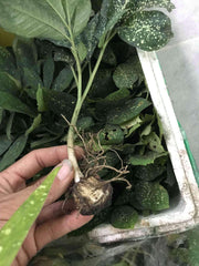 Amorphophallus obscurus - Tropiflora