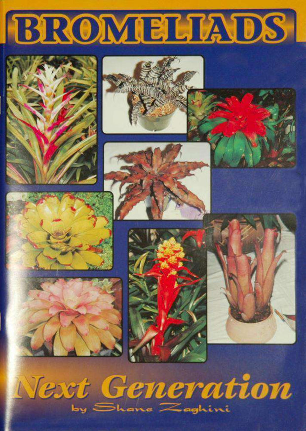 Bromeliads - Next Generation - Tropiflora