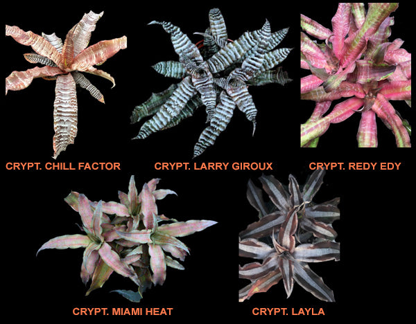 Cryptanthus Offset Collection (5 piece)