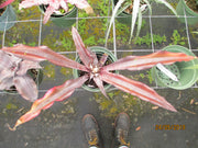 Cryptanthus 'Abigail McFarlane'