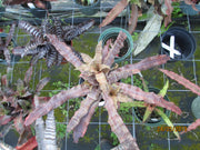 Cryptanthus 'Deloris Will'