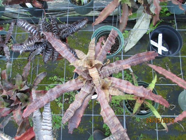 Cryptanthus 'Deloris Will'