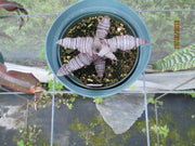 Cryptanthus 'Ken Vinzant'