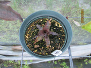 Cryptanthus 'Mason Congo'