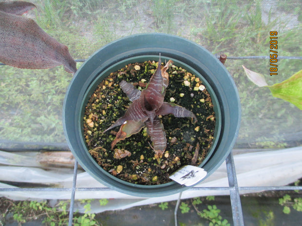 Cryptanthus 'Mason Congo'