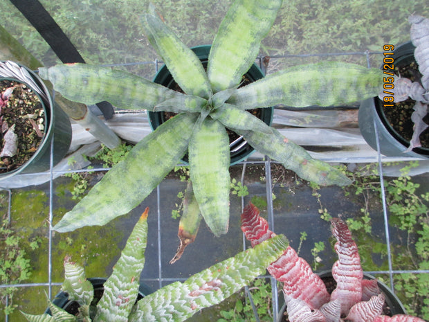 Cryptanthus 'Mr. Celophane'