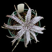 Dyckia 'Icicle'