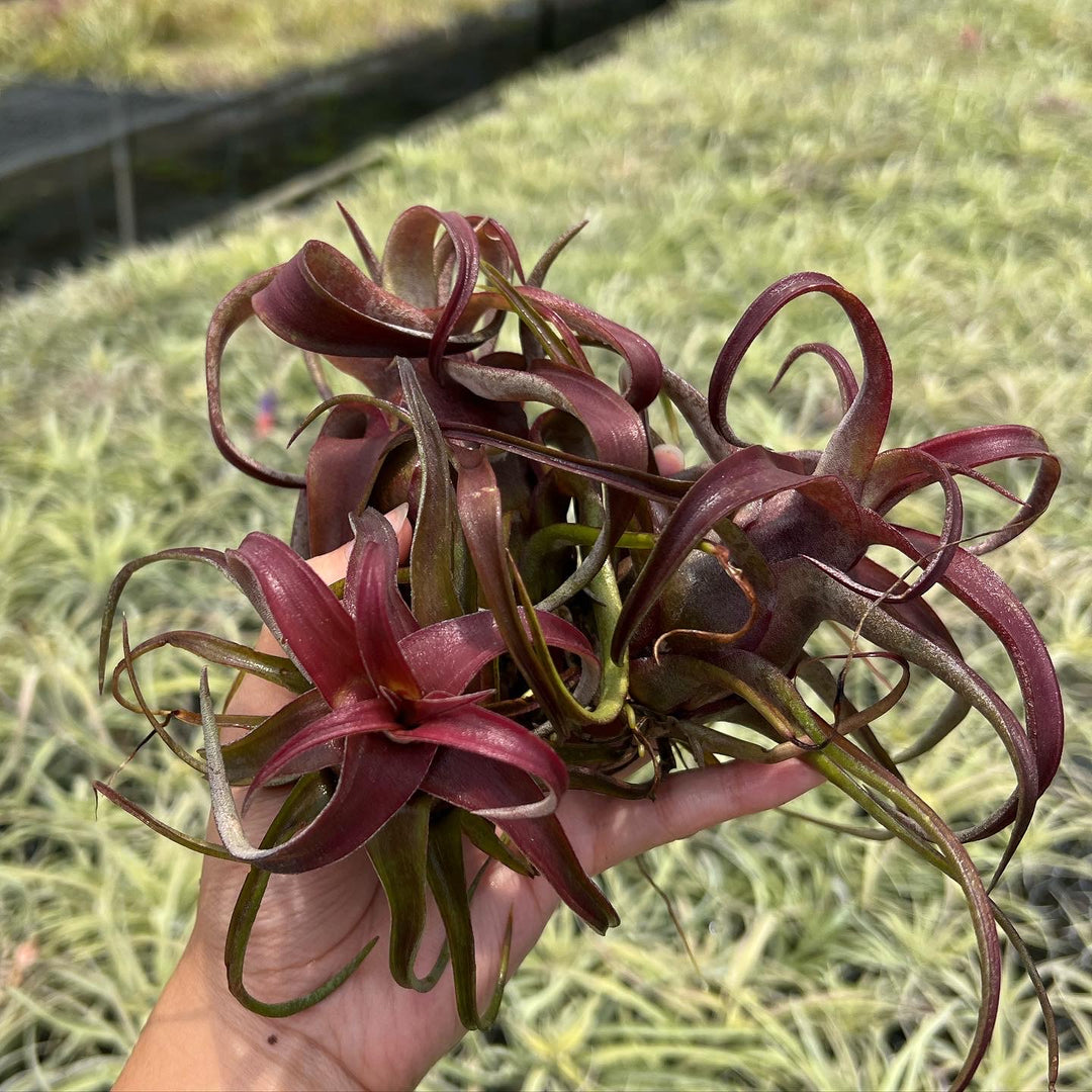 Tillandsia 'Red Robin' – Tropiflora