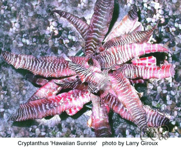 Cryptanthus 'Hawaiian Sunrise'
