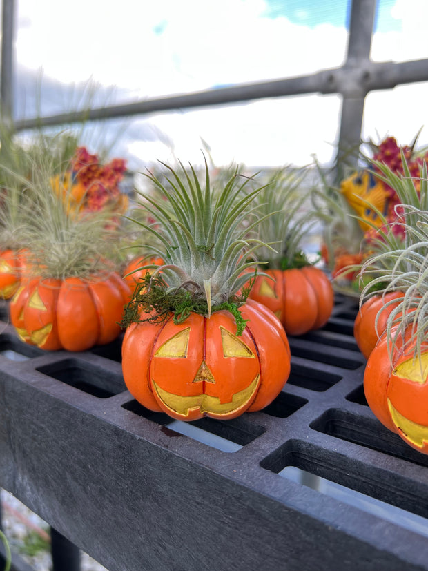 Spooky Tillandsia!
