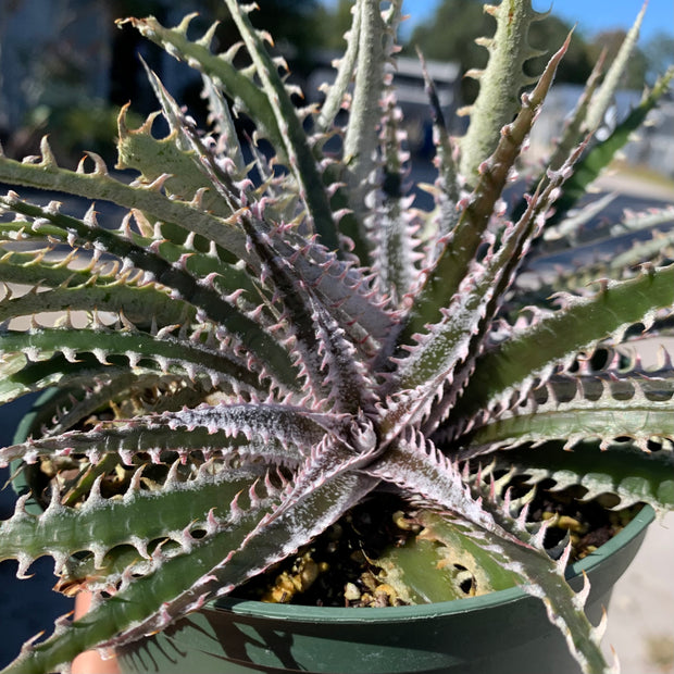 Dyckia 'Pink Tooth'