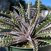 Dyckia 'Pink Tooth'