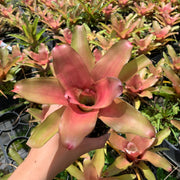 Neoregelia 'Dazzle'