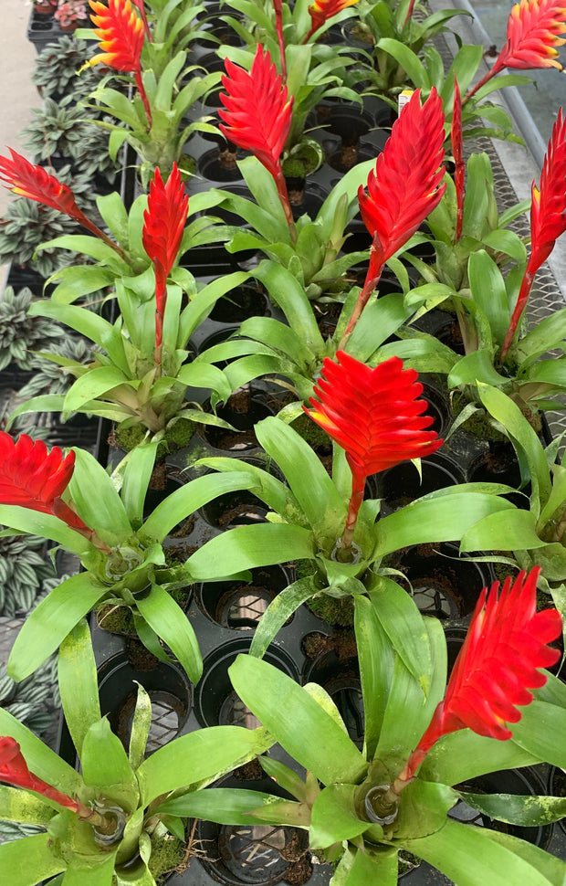 Mini-Vriesea hybrid – Tropiflora | Billiger Montag