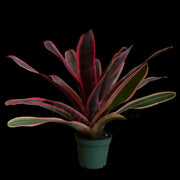 Neoregelia 'Red Avenger'