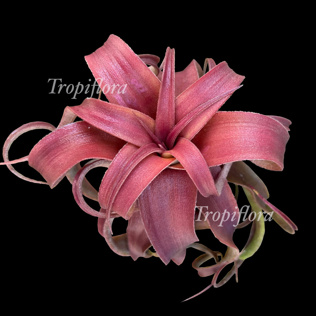 Tillandsia 'Red Robin' – Tropiflora