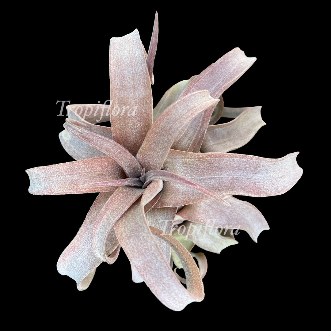 Tillandsia 'Red Robin' – Tropiflora