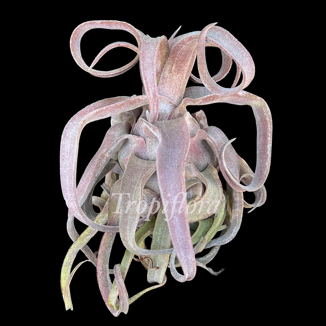 Tillandsia 'Red Robin' – Tropiflora
