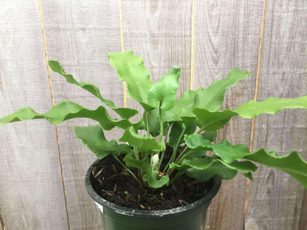 Asplenium scolopendrium - Tropiflora