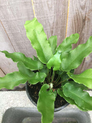 Asplenium scolopendrium - Tropiflora